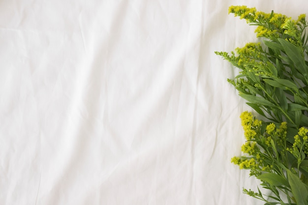 Branches de plantes vertes à fleurs jaunes