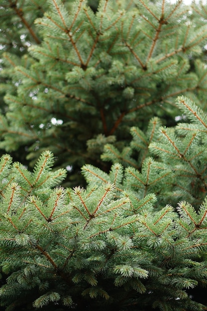 Branches d'un sapin vert pendant la journée