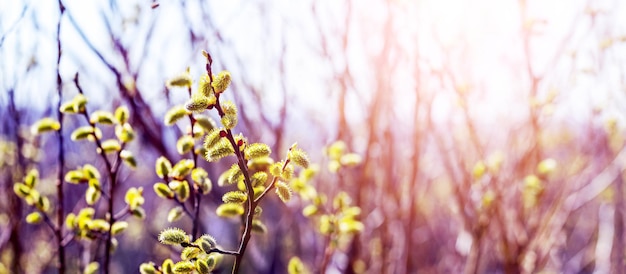 Branches De Saule Avec Des Chatons Dans La Nature Contre La Lumiere Du Soleil Fleurs De Saule Carte De Voeux De Paques Photo Premium