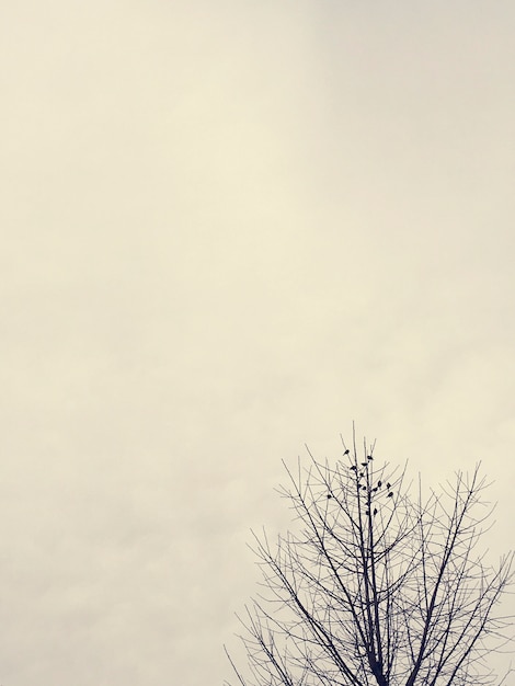 Branches sèches d&#39;arbre avec ciel nuageux