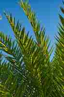 Photo gratuite branches vertes d'un palmier gros plan contre le ciel bleu carte postale verticale pour le dimanche des rameaux idée de carte postale ou d'arrière-plan le jour de la terre