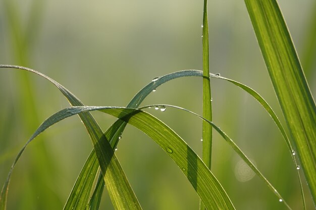 Brin d&#39;herbe avec des gouttelettes d&#39;eau