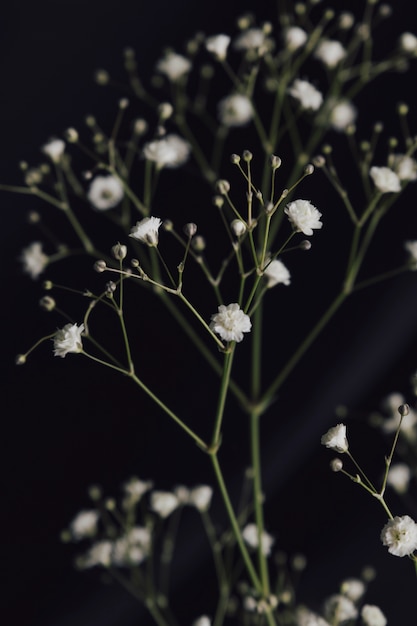 Brindille de fleur fraîche blanche