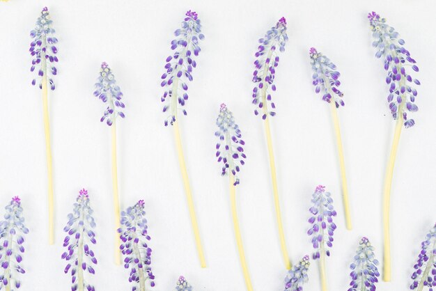 Brindille de fleur de mascara violet sur fond blanc