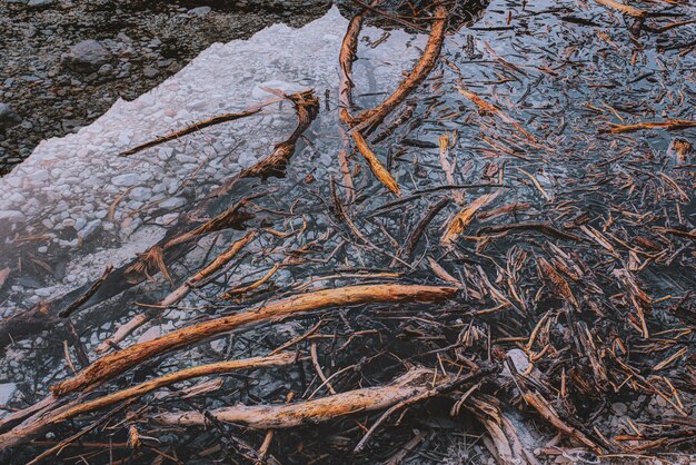 Brindilles brunes sur l'eau