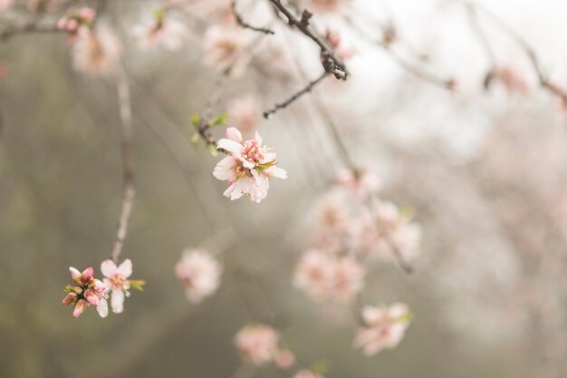 Brindilles avec des fleurs roses et arrière-plan flou