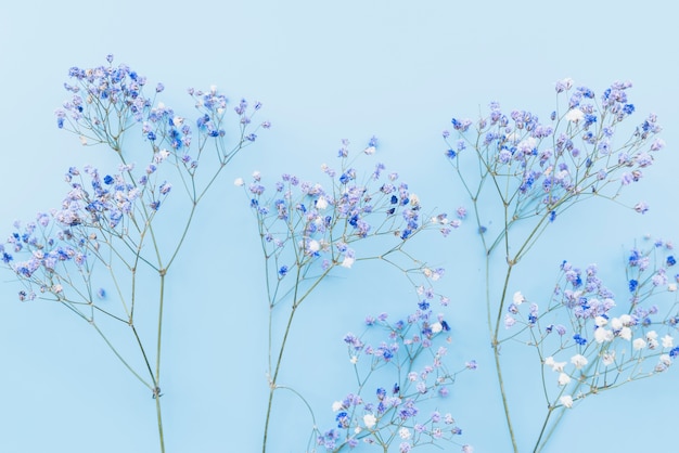 Brindilles fraîches de petites fleurs bleues