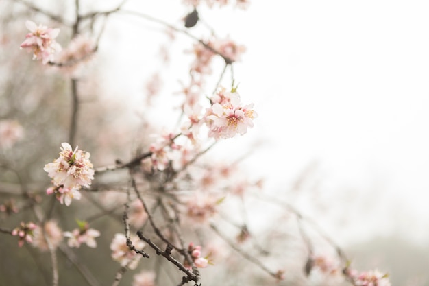 Photo gratuite brindilles jolies avec des fleurs roses