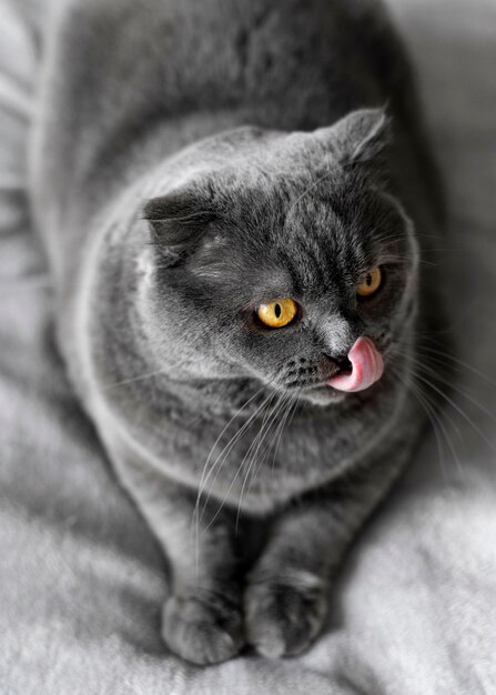 British shorthair kitty avec mur monochrome derrière elle