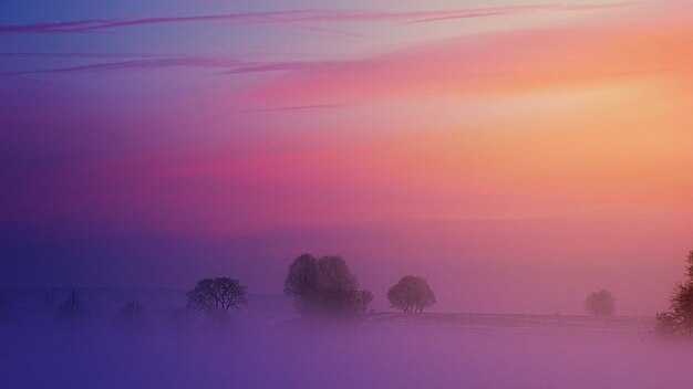 Brouillard couvert d'arbres avec un coucher de soleil violet au-dessus.