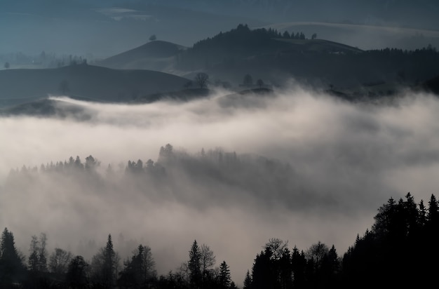 Photo gratuite brouillard dans la forêt