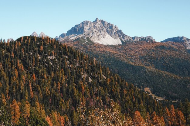 Brow et arbre vert sur la montagne