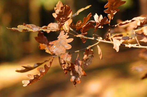 Brown feuille