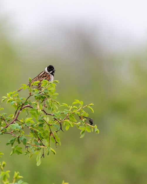 Bruant des roseaux assis sur une branche.