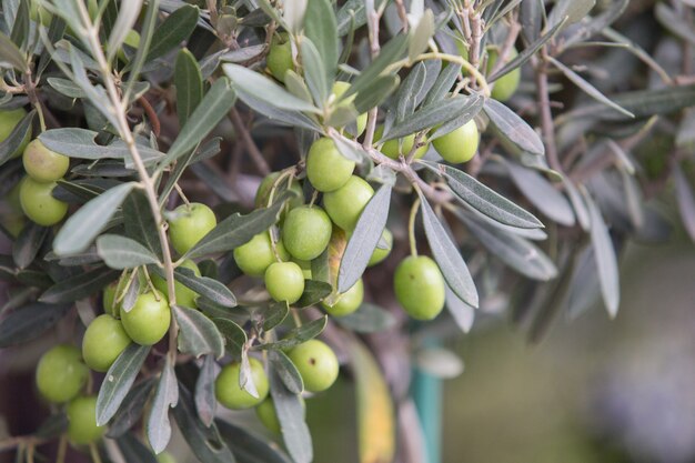 Brunch d'olivier.