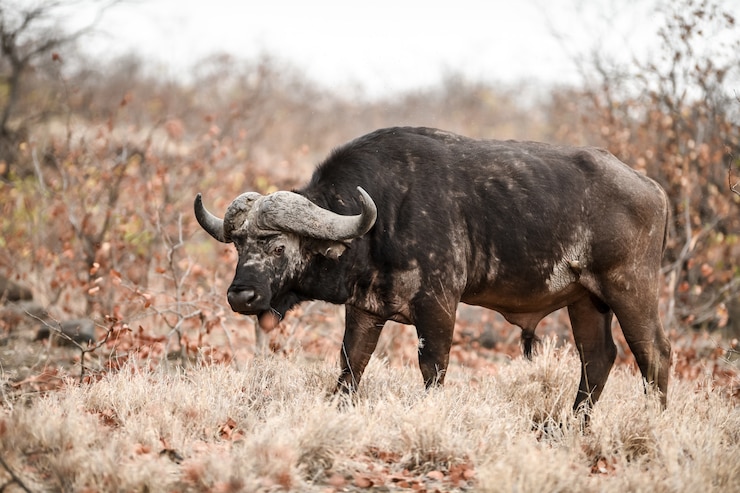 Photo gratuit buffle d'afrique ayant un problème de peau