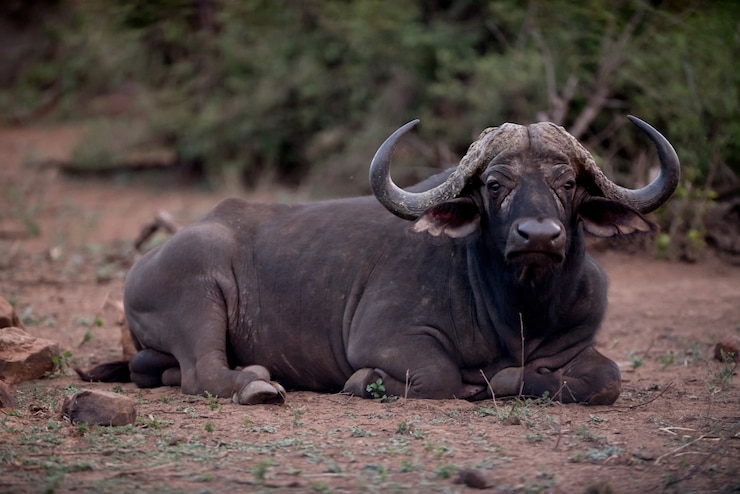 Photo gratuit buffle d'afrique reposant sur le sol