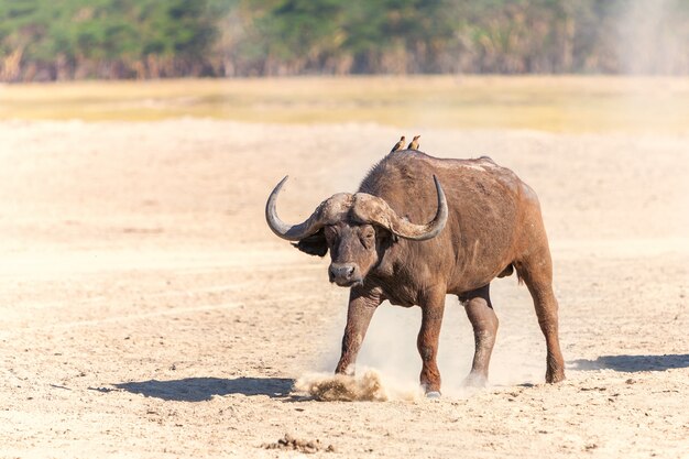 Buffle d'Afrique sauvage dans la savane