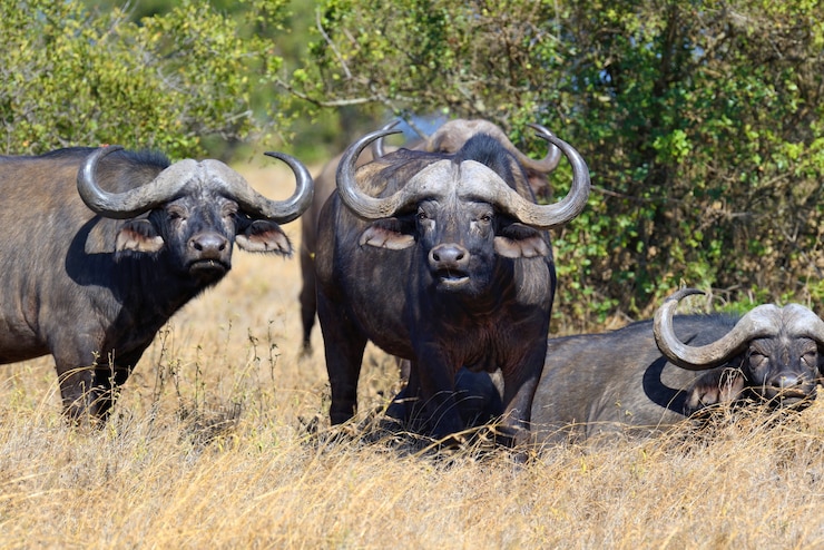Photo gratuit buffles d'afrique sauvage