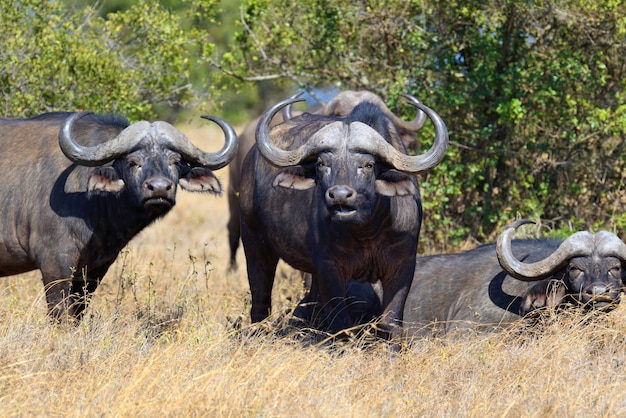 Buffles d'Afrique sauvage