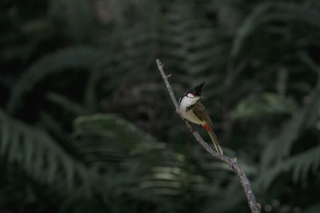Images Bulbul Moustaches Vecteurs Photos Et Psd Gratuits