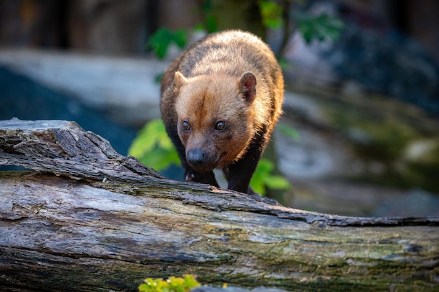 Bushdog brésilien dans l'habitat à la recherche de la nature Yeux dans les yeux avec le photographe Espèces en voie de disparition Créatures étonnantes Speothos venaticus