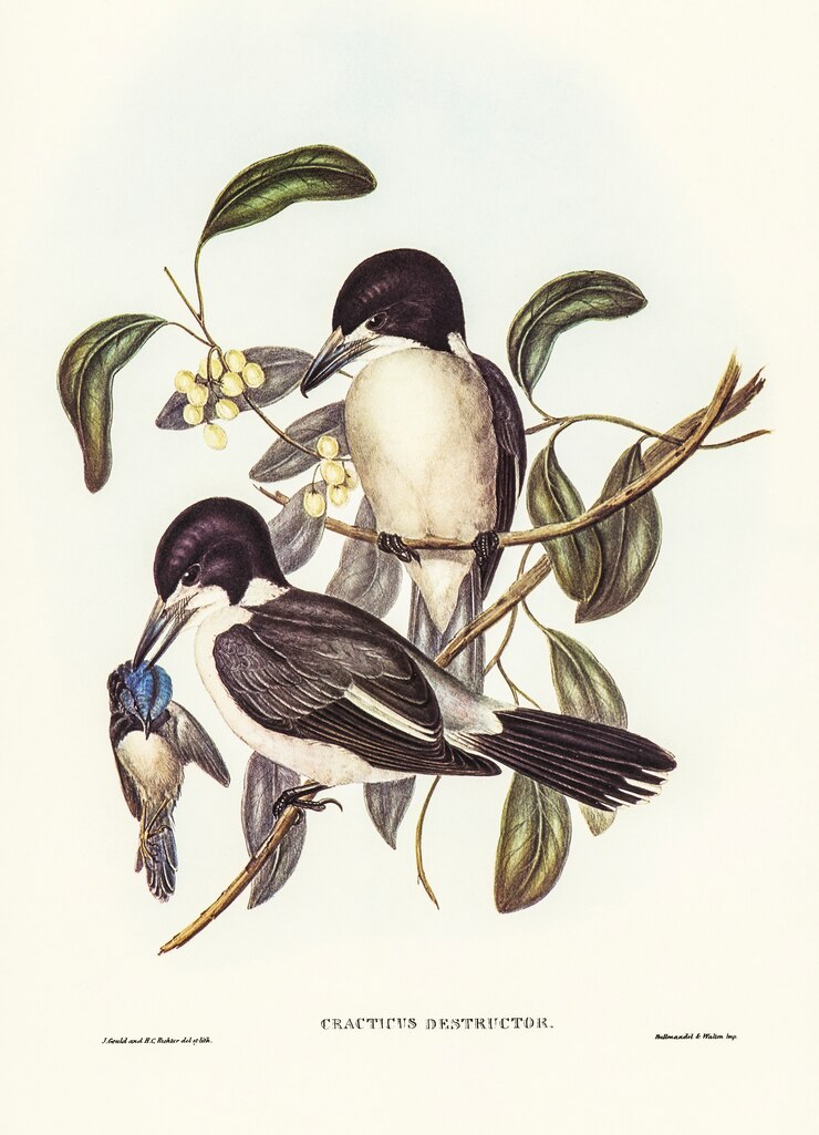 Photo gratuit butcher-bird (cracticus destructor) illustré par elizabeth gould