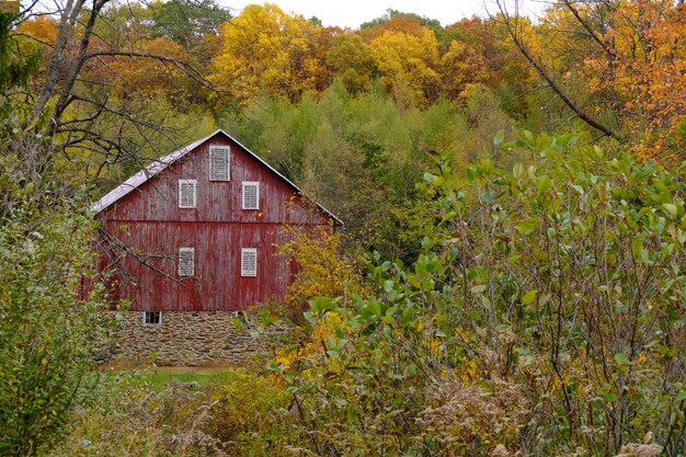 Cabane en bois abandonnée dans une forêt entourée de nombreux arbres