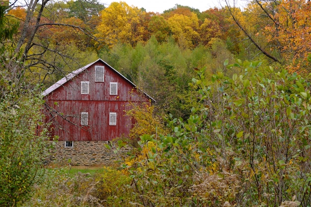 Cabane en bois abandonnée dans une forêt entourée de nombreux arbres