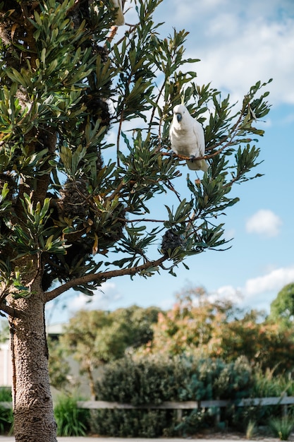 cacatoès sur l&#39;arbre