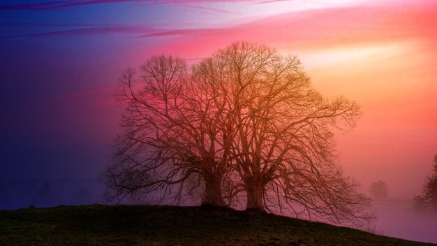 Cacher l'arbre