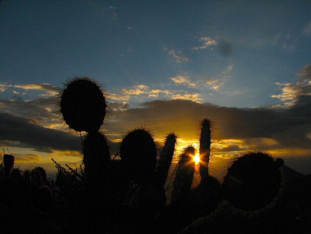 Des cactus et un beau coucher de soleil