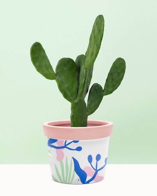 Cactus Cereus dans un pot à motifs