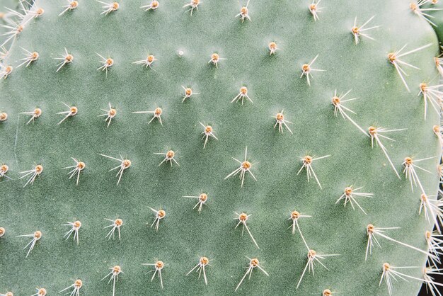 Cactus closeup