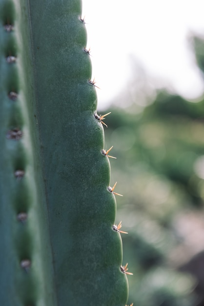Photo gratuite cactus closeup