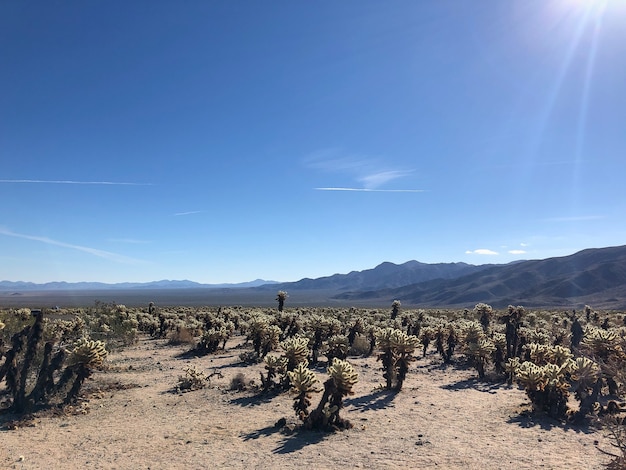 Photo gratuite cactus dans le parc national de joshua tree, usa