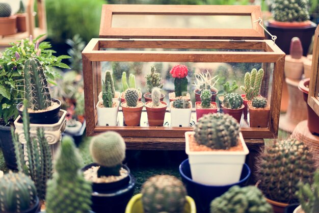 Cactus Display Nature Plants