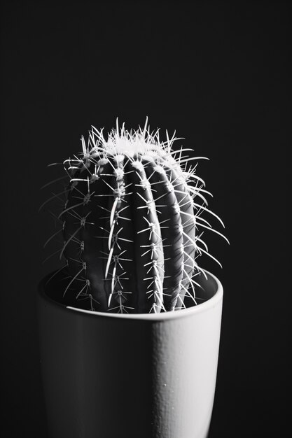 Cactus du désert noir et blanc