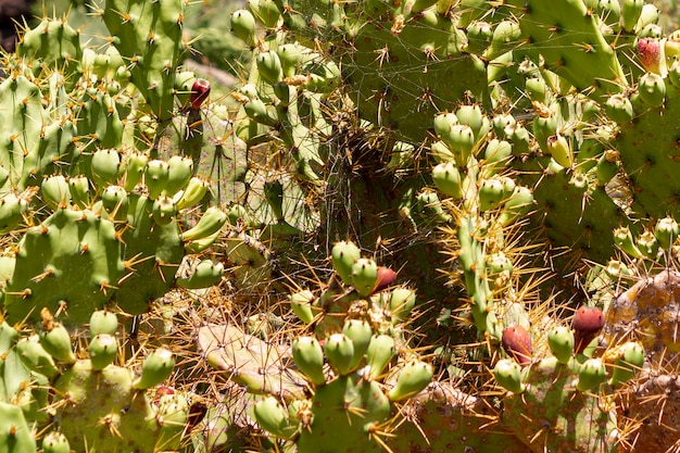 Cactus épineux avec des fruits