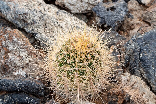 Cactus épineux poussant dans les rochers