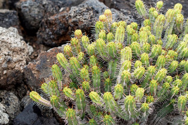 Cactus épineux poussant sur des pierres
