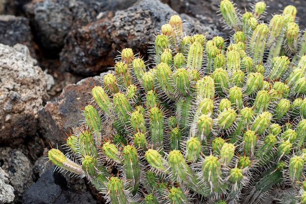 Cactus épineux poussant sur des pierres