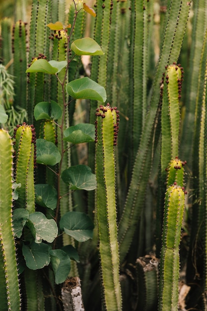 Cactus épineux qui poussent sur le terrain