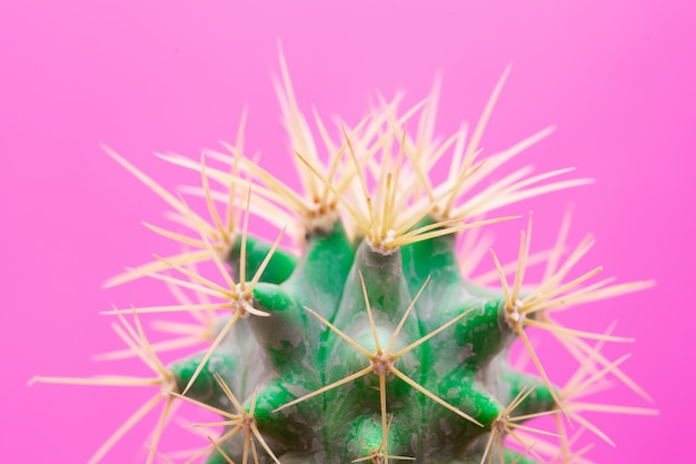 Photo gratuite cactus fashion design