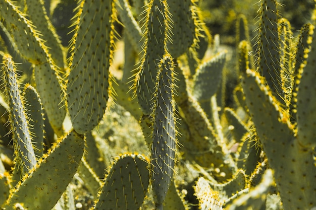 Cactus de figue de Barbarie vert avec des épines