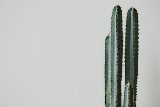 Cactus sur fond gris clair