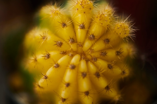 Photo gratuite cactus en macro shot close up