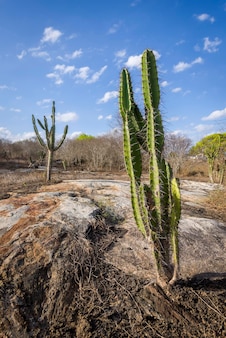 Cactus mandacaru cactus originaire de l'arrière-pays de paraiba brésil