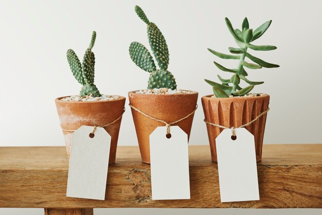 Cactus mignons dans des pots en terre cuite avec des étiquettes en papier vierge