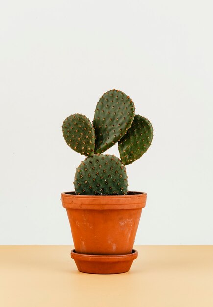 Cactus d'oreilles de lapin dans un pot de fleurs